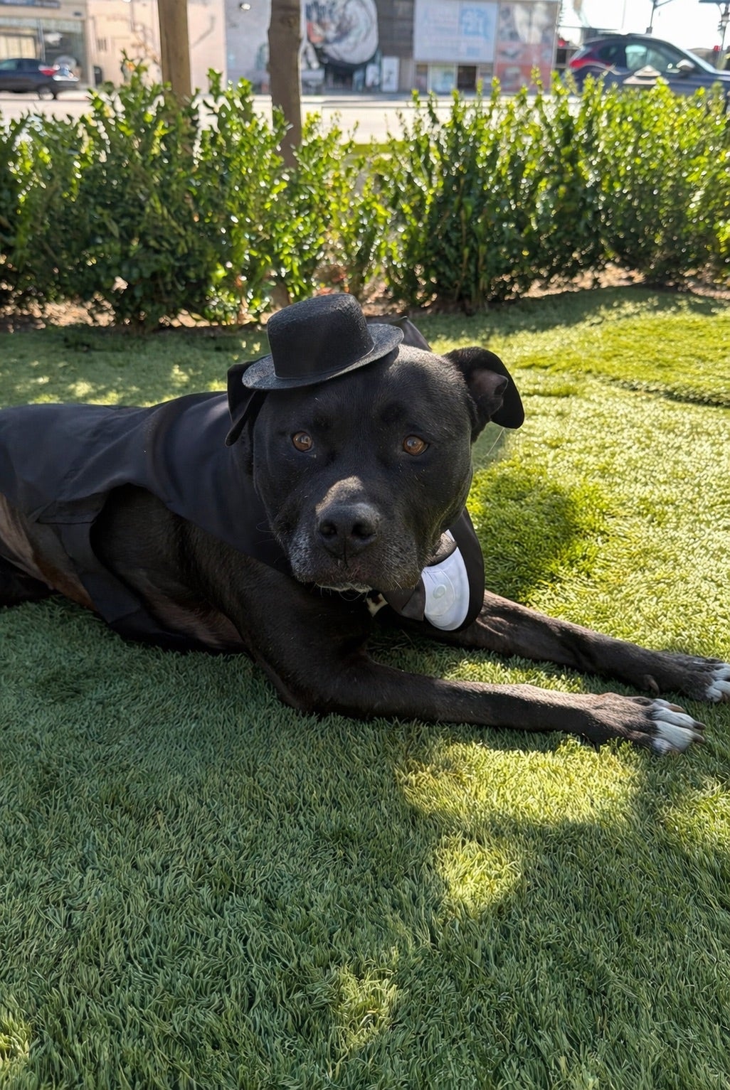 A black pitbull mix with a top hat. A black pitbull mix with a top hat.