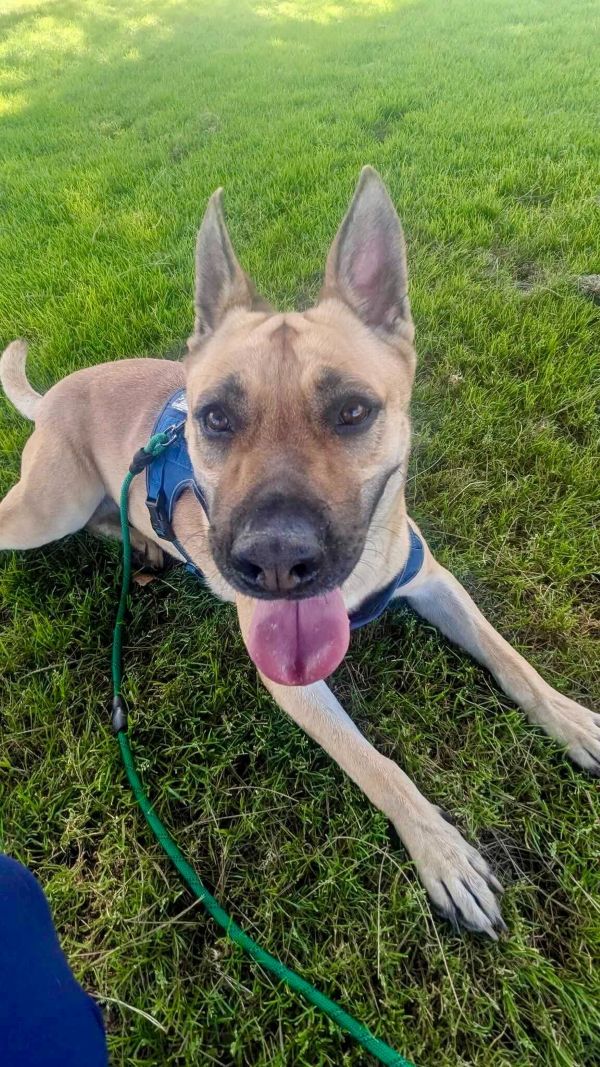 A Shepard laying in the grass A Shepard laying in the grass