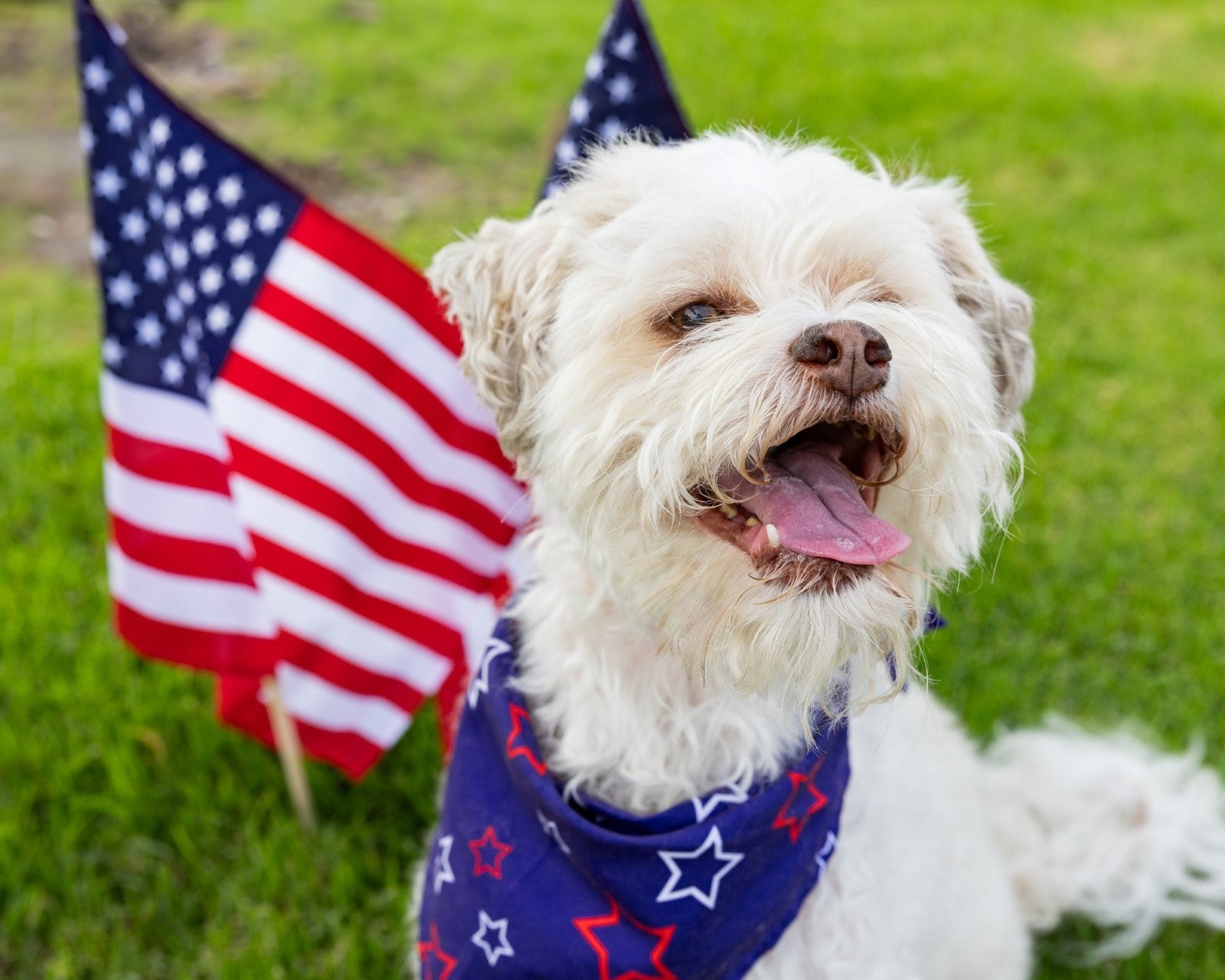 Dog at 4th of July event Dog at 4th of July event