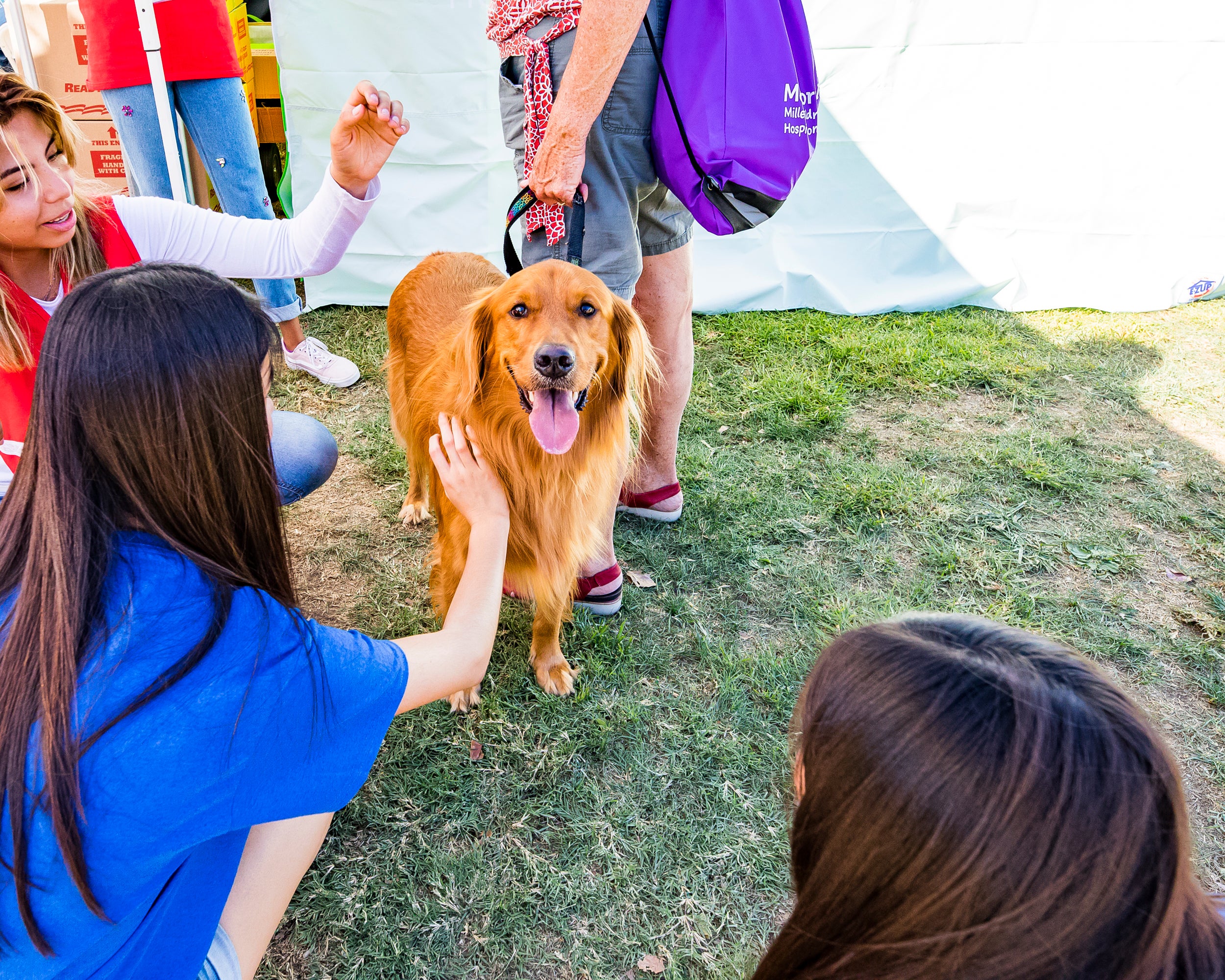 A group of girls pet a Golden Retriever A group of girls pet a Golden Retriever
