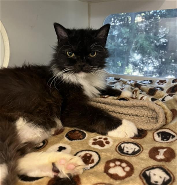 Picture of a black cat named Yuba, that is up for adoption. Picture of a black cat named Yuba, that is up for adoption.