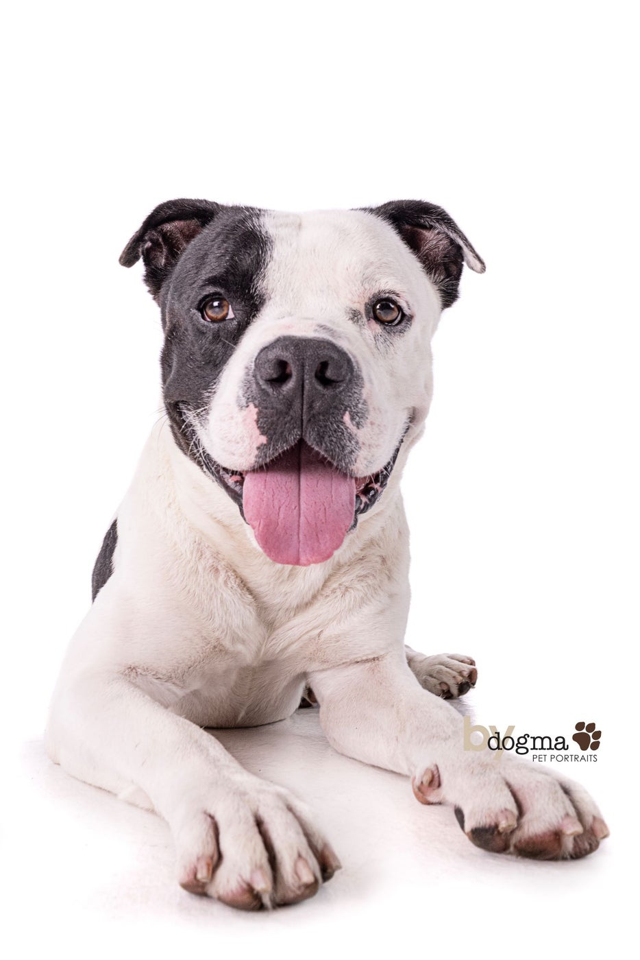 Long Beach Joins National Pet Adoption Campaign