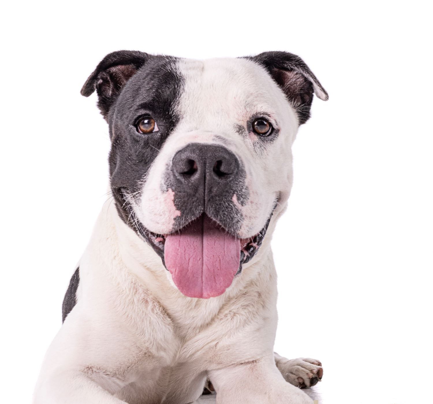 Long Beach Joins National Pet Adoption Campaign Long Beach Joins National Pet Adoption Campaign