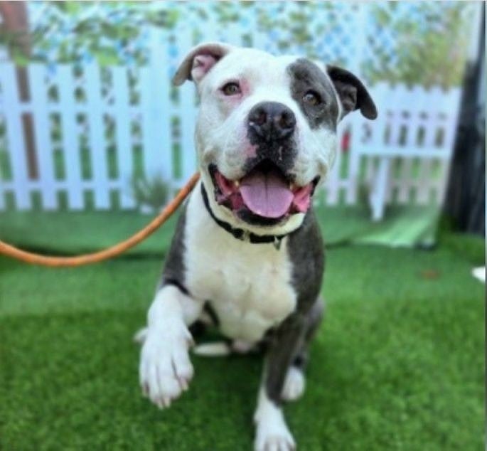A pitbull mix A pitbull mix