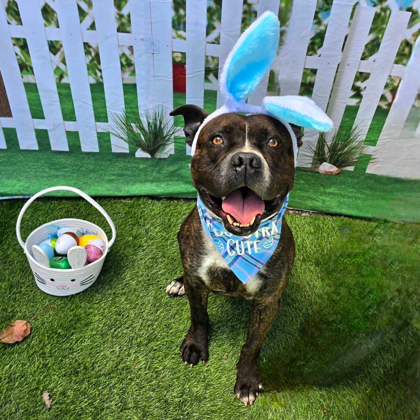 A pit bull mix wearing a Easter bunny hat. A pit bull mix wearing a Easter bunny hat.