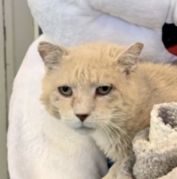Image of a cream colored tabby cat in a white towel. Image of a cream colored tabby cat in a white towel.