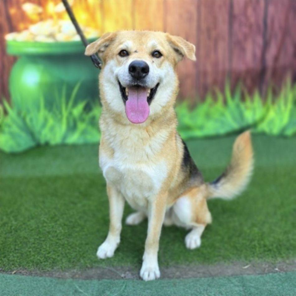 A brown and white dog standing on turf A brown and white dog standing on turf