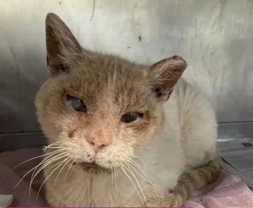 Jonas, a 9-year-old cat available for adoption at Long Beach Animal Care Services 