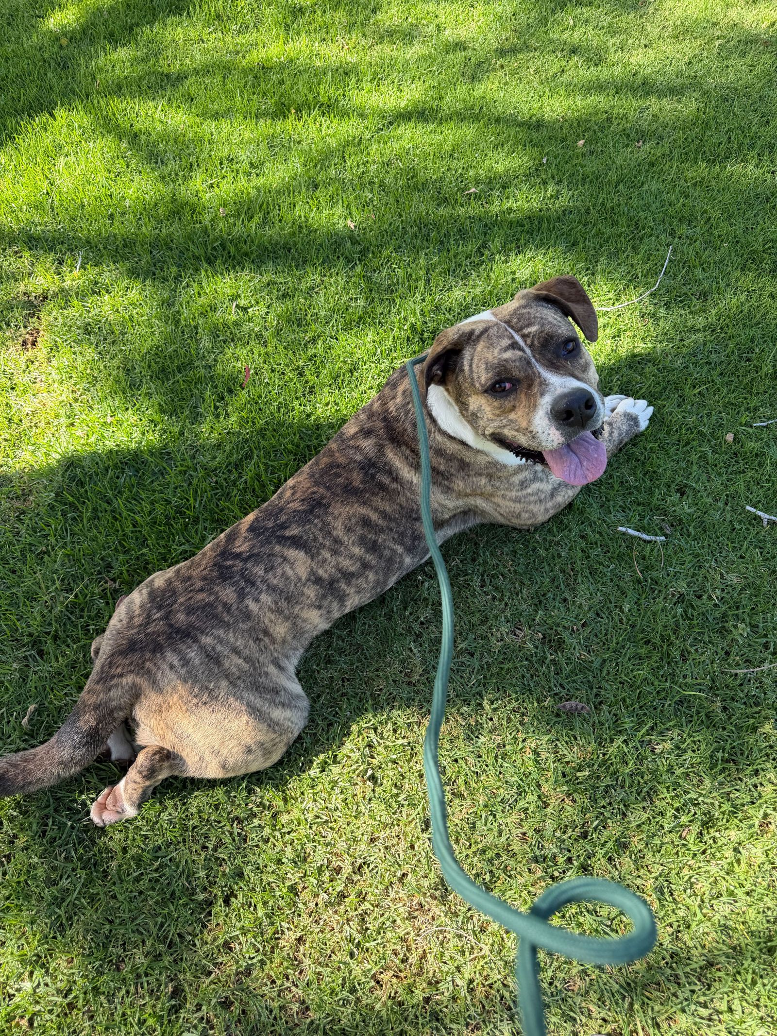 An American pit bull mix lying in the grass An American pit bull mix lying in the grass