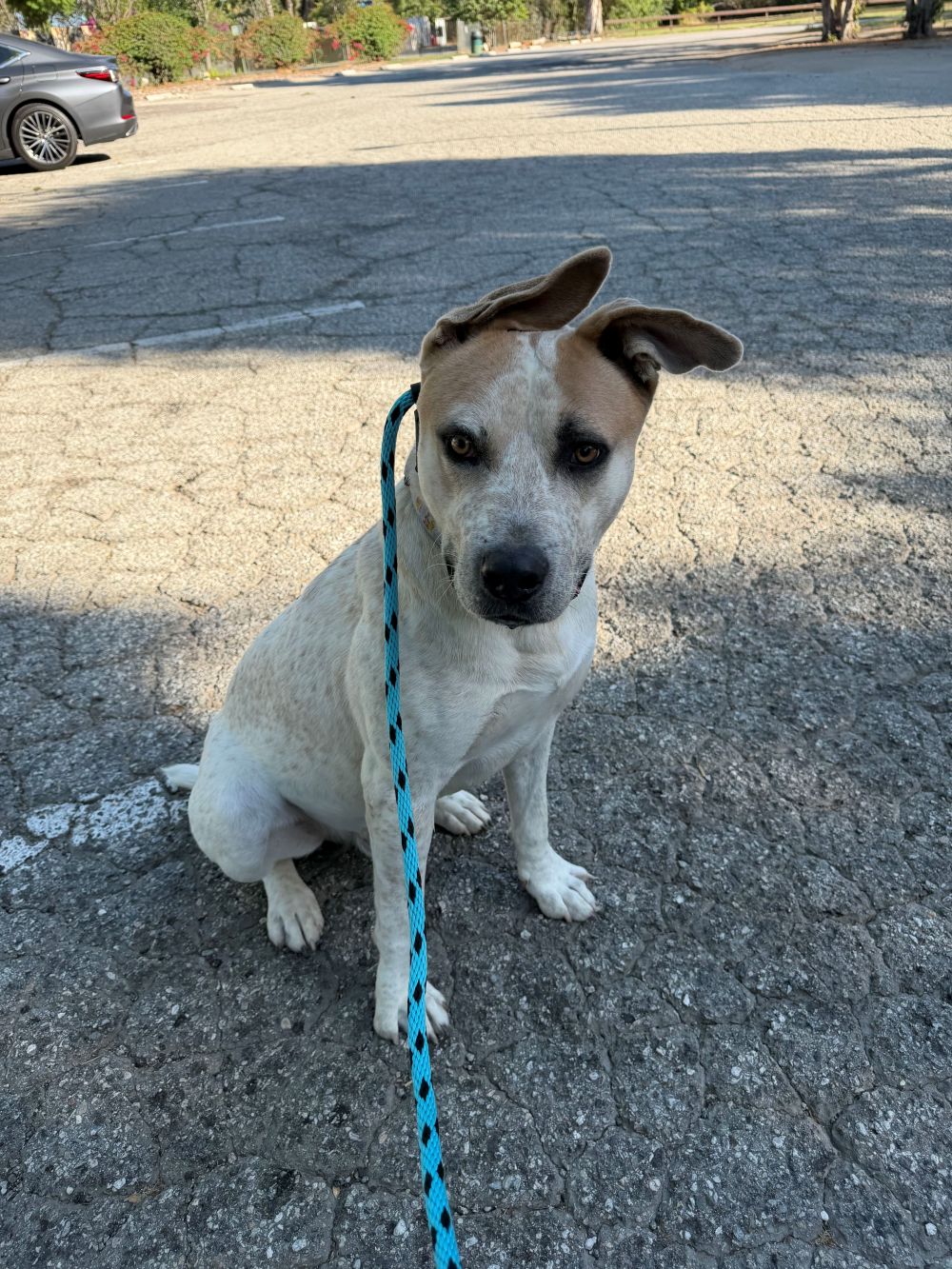 Adoptable Australian cattle dog at Long Beach Animal Care Services Adoptable Australian cattle dog at Long Beach Animal Care Services