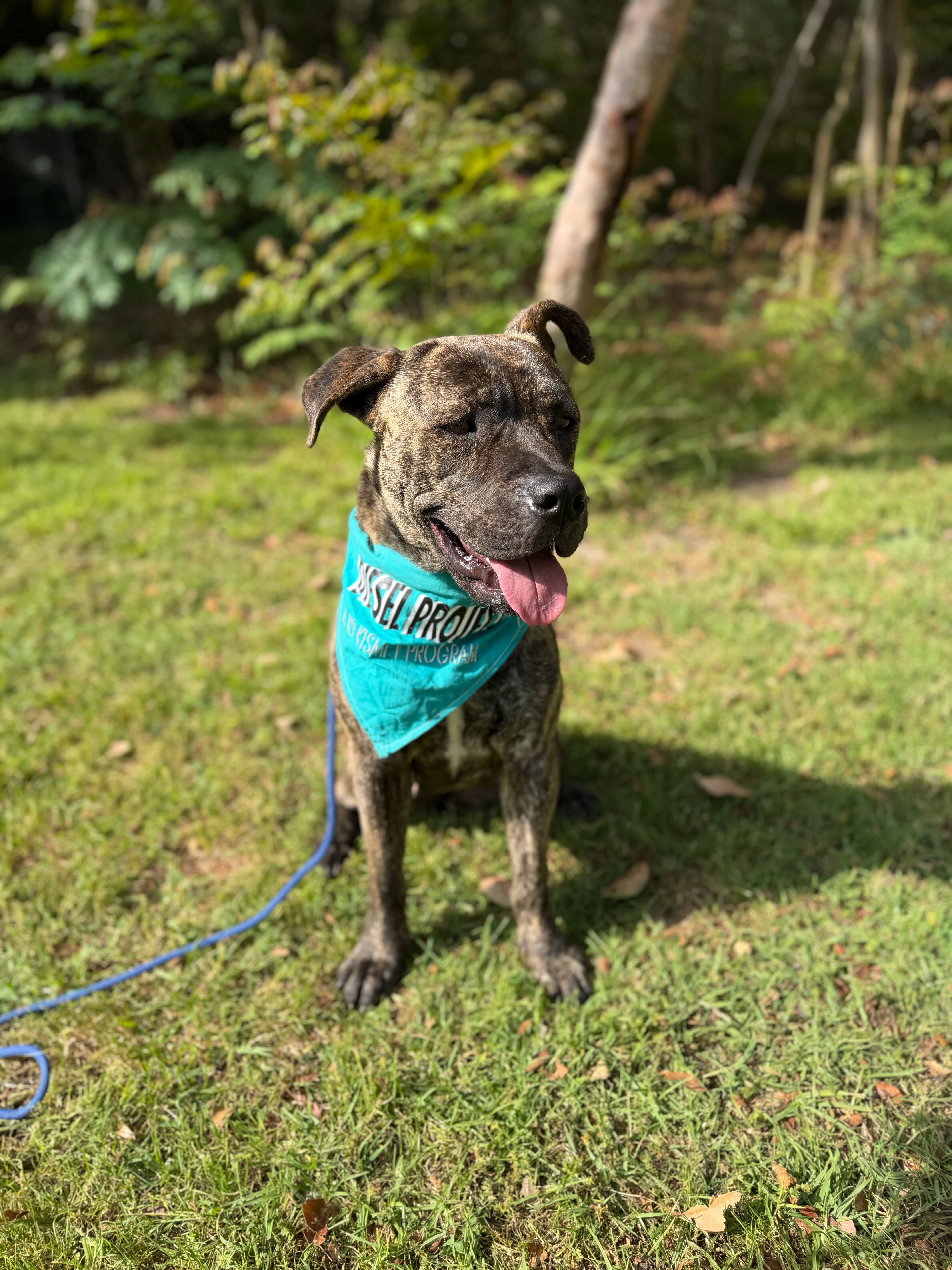 A brown and black dog wearing a blue bandana A brown and black dog wearing a blue bandana