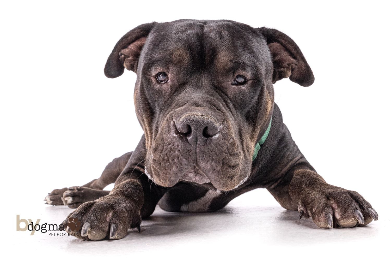 Long Beach Joins National Pet Adoption Campaign Long Beach Joins National Pet Adoption Campaign