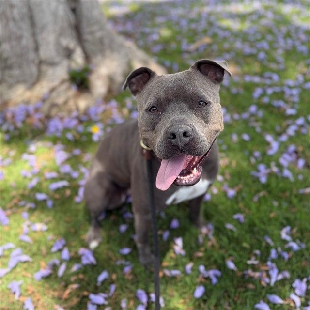A gray pitbull standing in the grass A gray pitbull standing in the grass