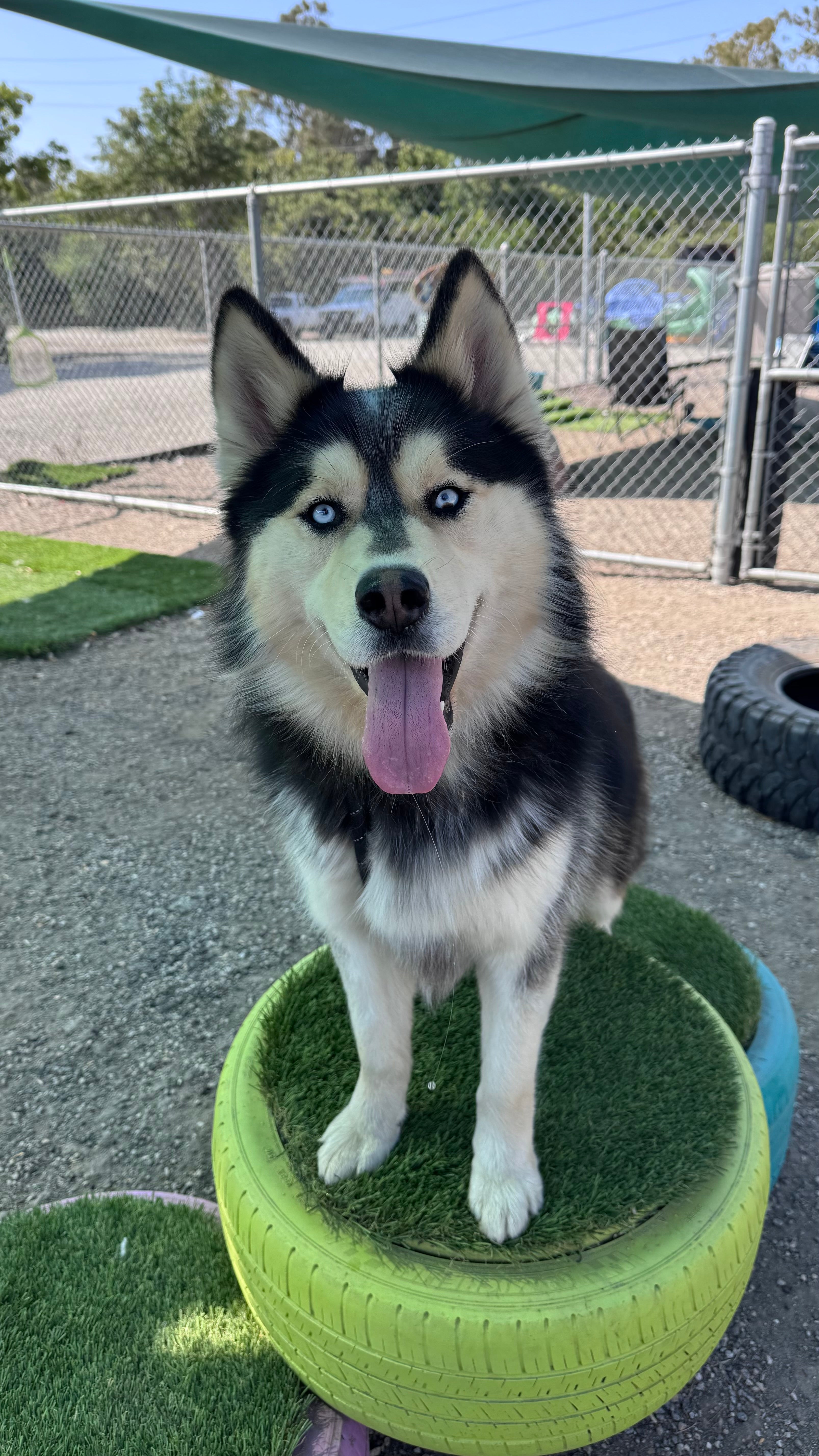 A blue-eyed husky standing on a green platform A blue-eyed husky standing on a green platform