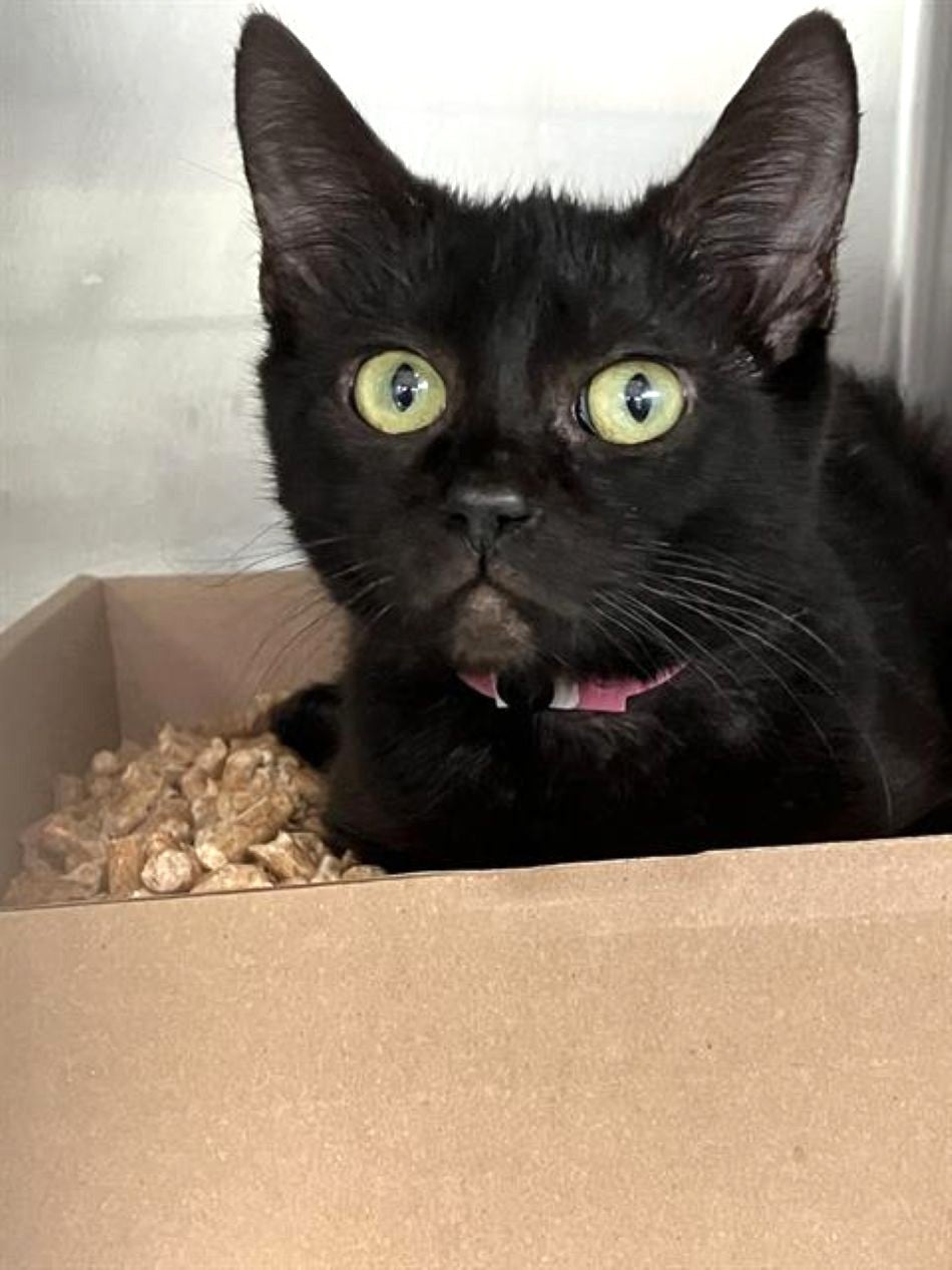 A Black cat in a cardboard box A Black cat in a cardboard box