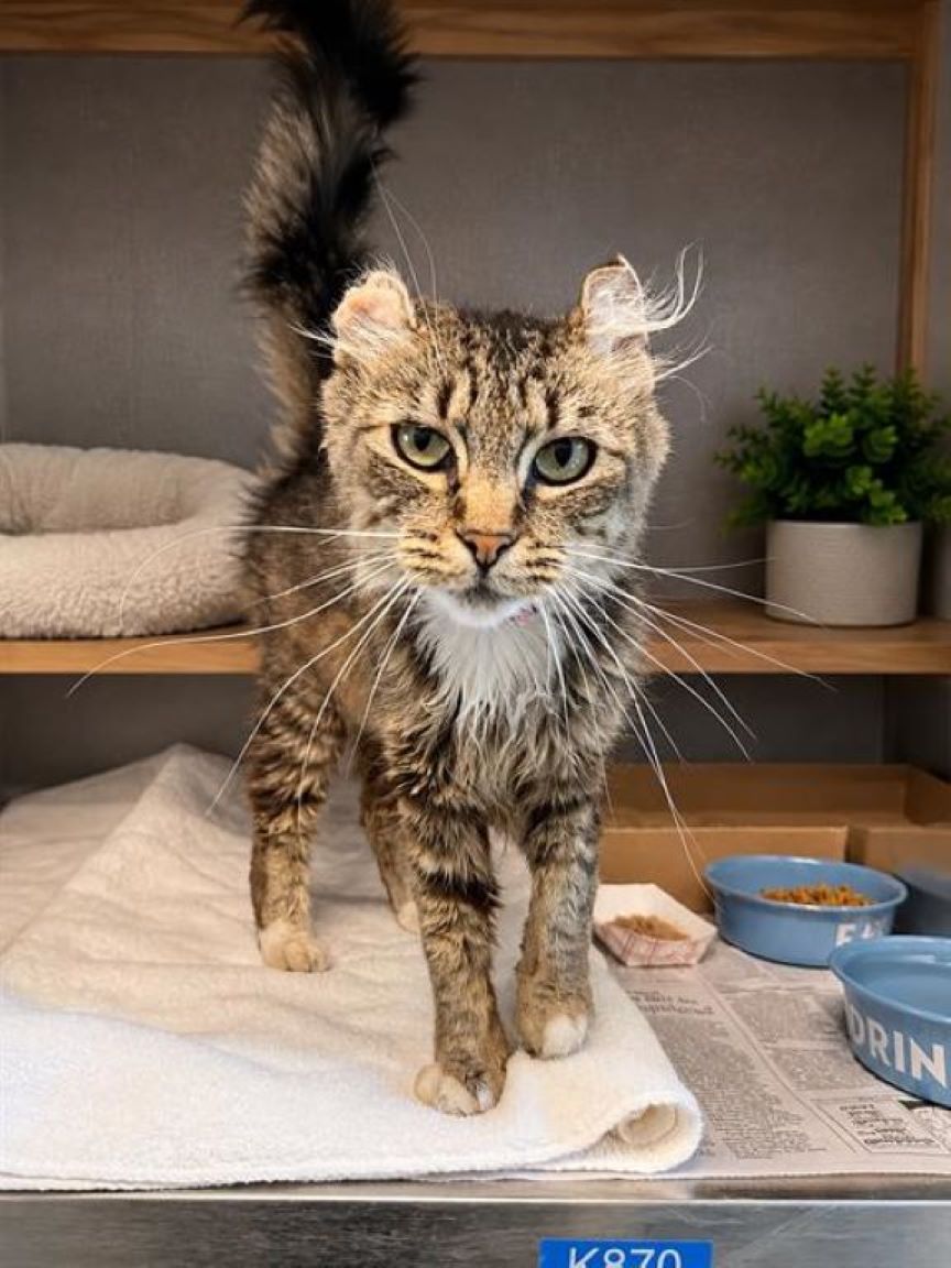 Sunday, a scruffy 2-year-old cat available for adoptable at Long Beach Animal Care Services Sunday, a scruffy 2-year-old cat available for adoptable at Long Beach Animal Care Services