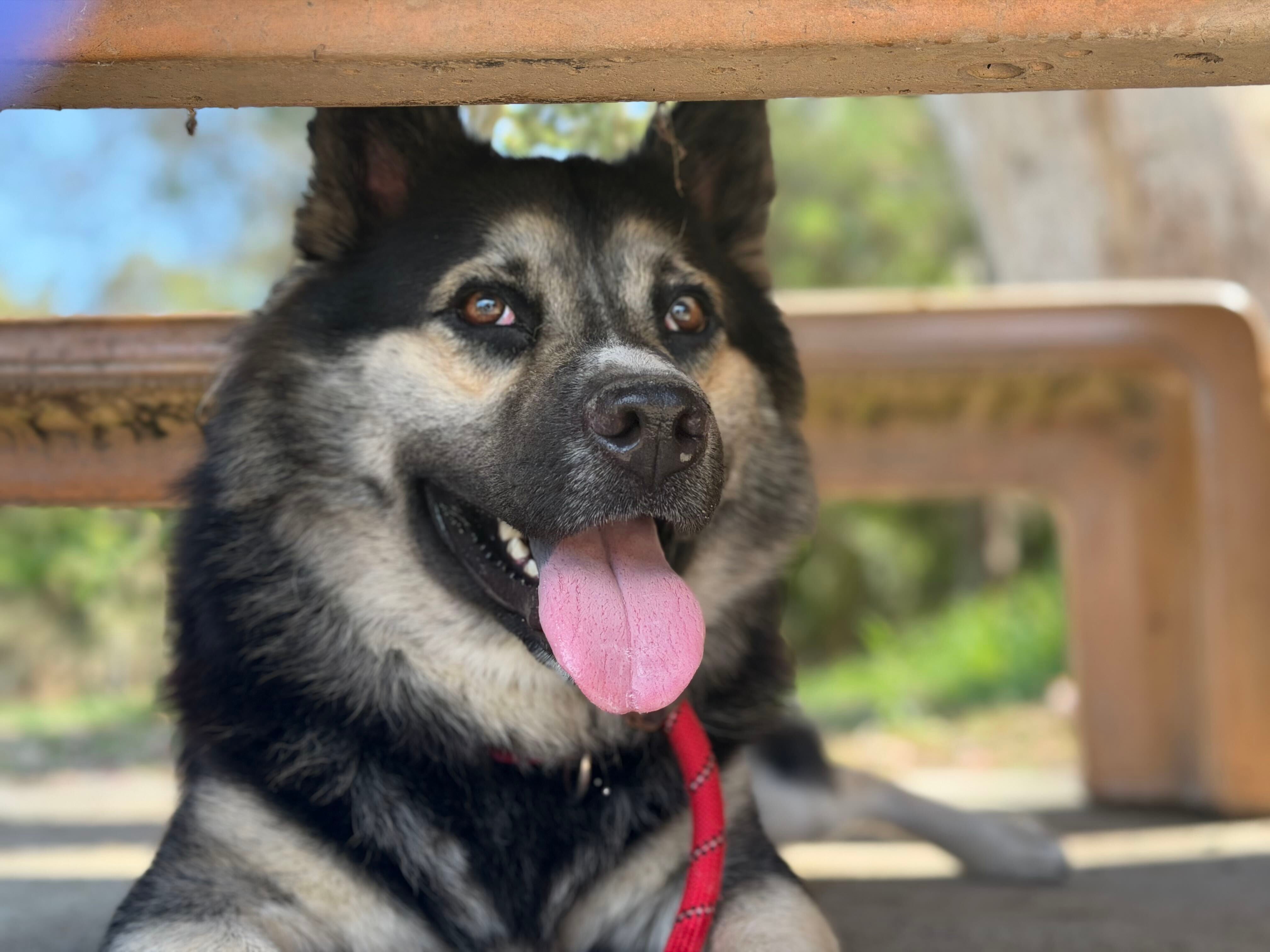 German Shepard for adoption in Long Beach German Shepard for adoption in Long Beach