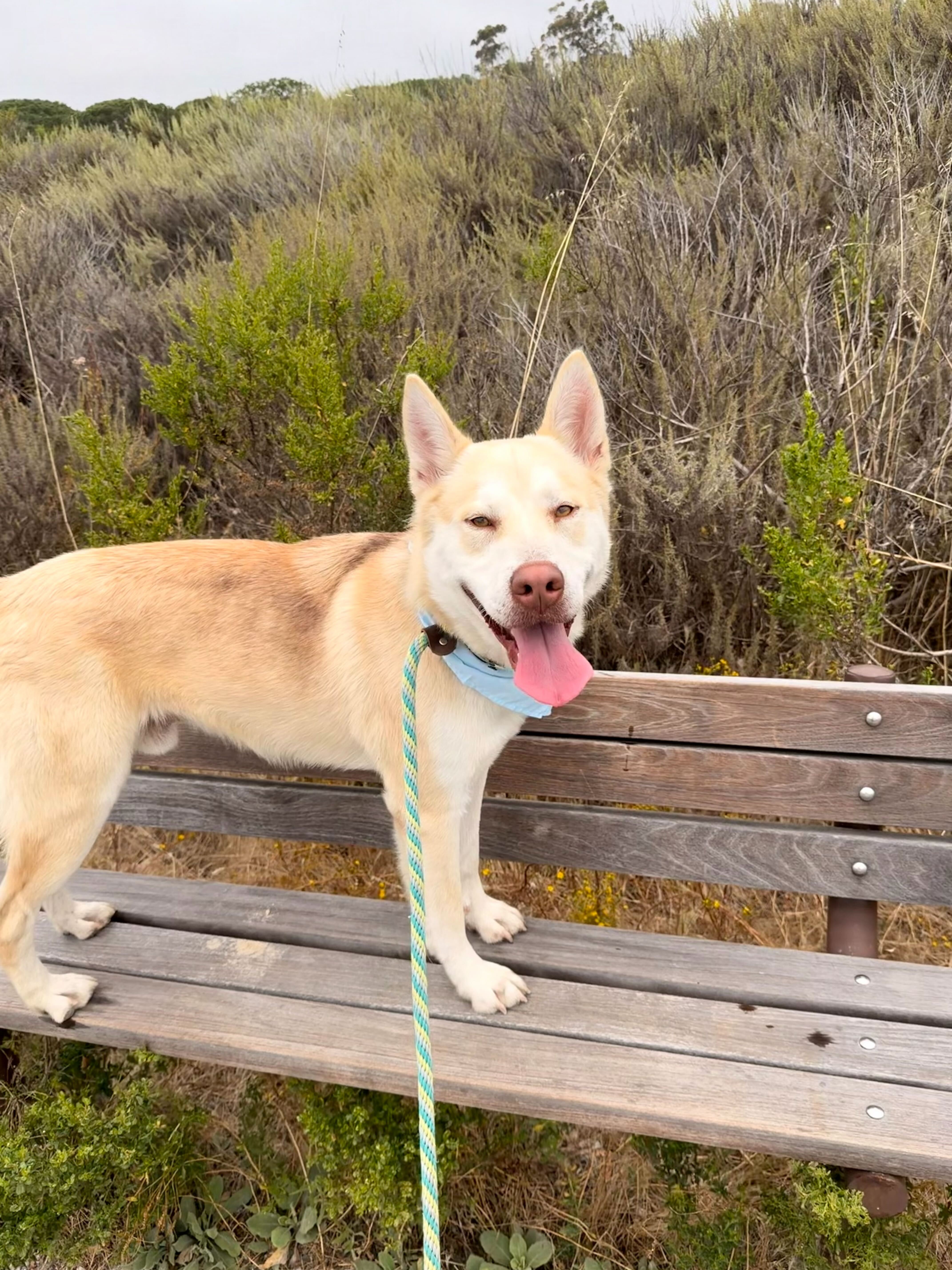 A white husky standing on a park bench A white husky standing on a park bench