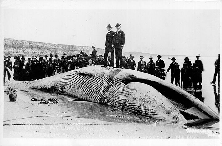 A fin whale washed ashore in Long Beach A fin whale washed ashore in Long Beach