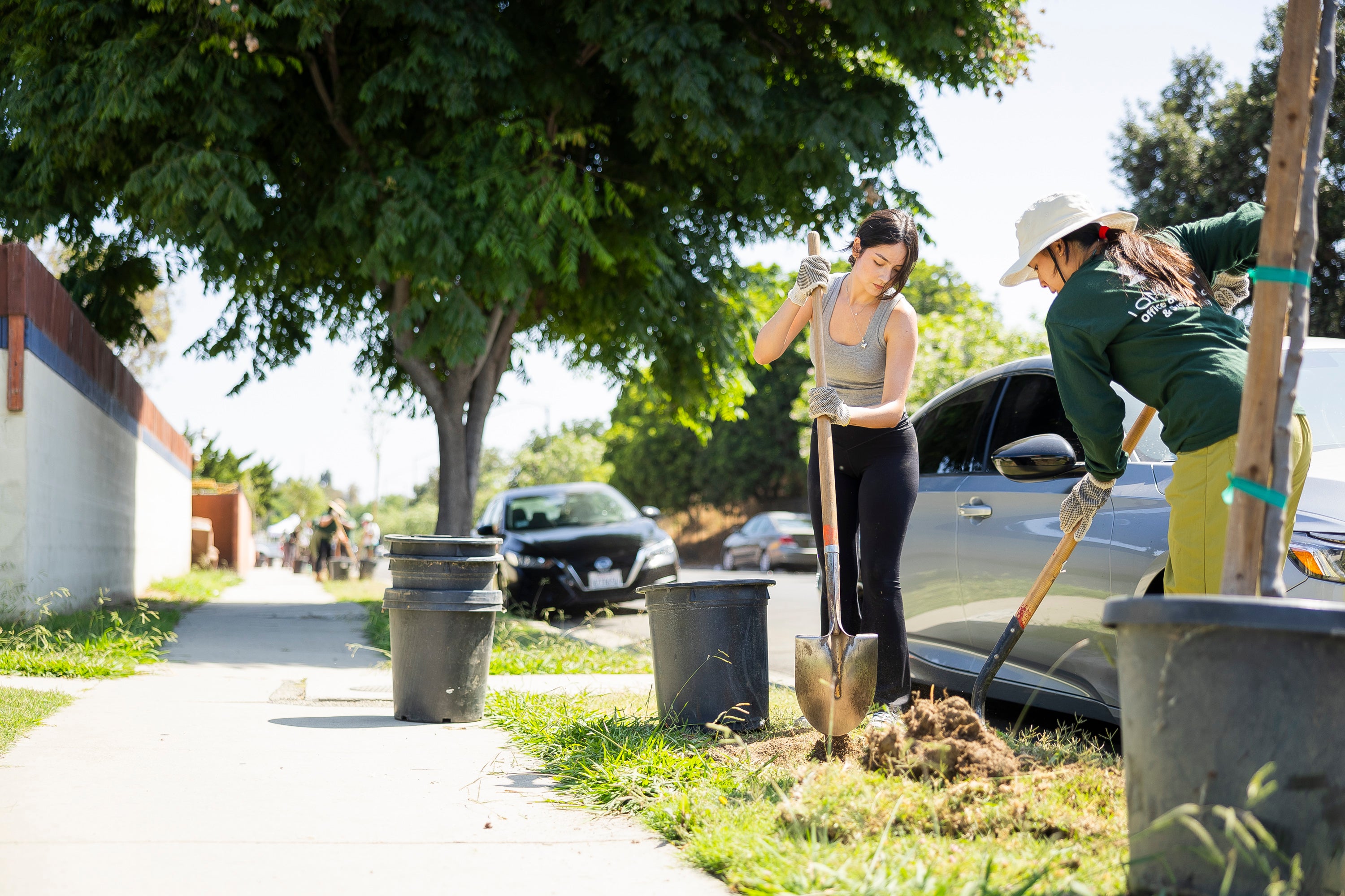 Two women planting trees along a sidewalk.  Two women planting trees along a sidewalk.