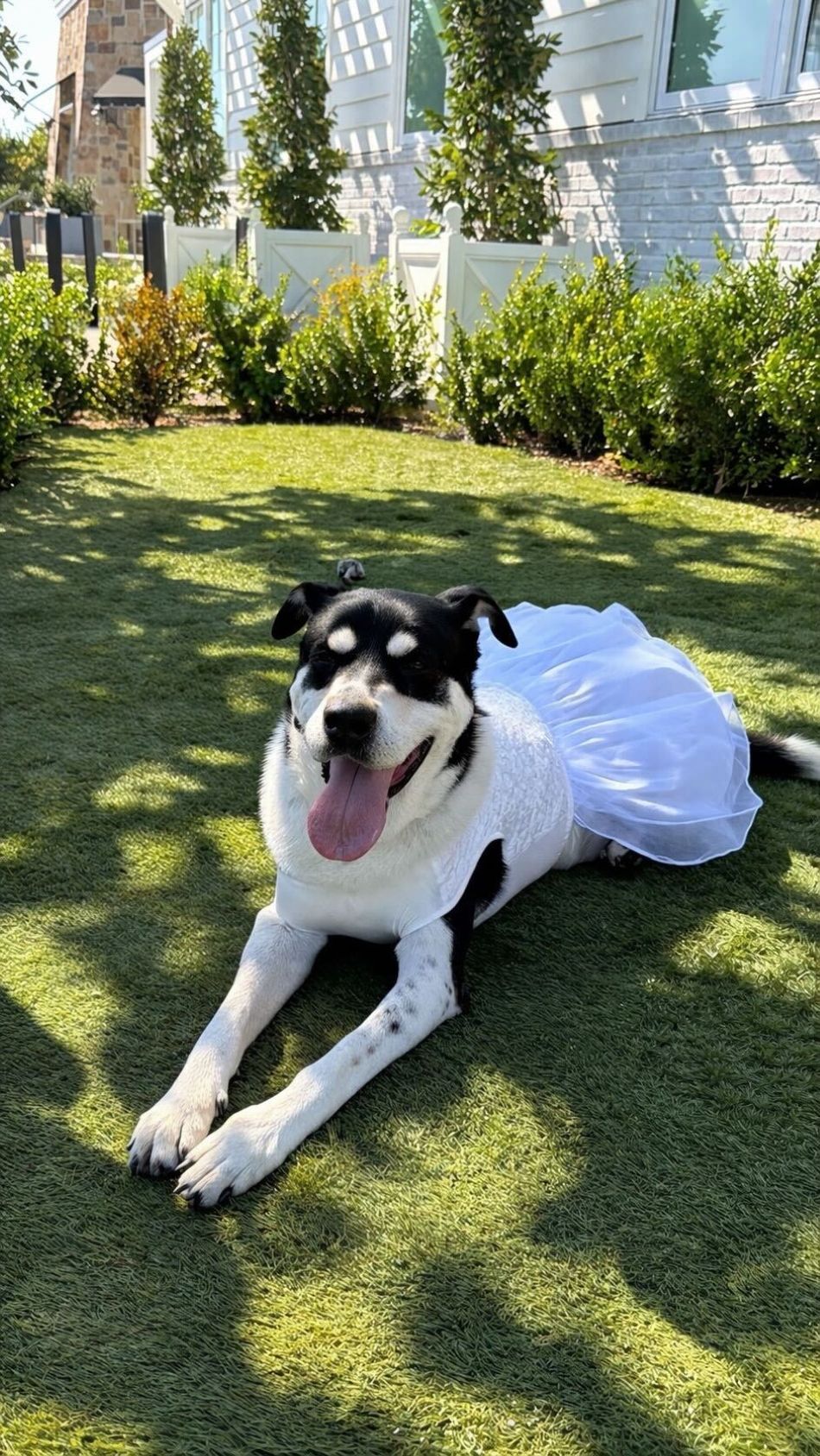A Shepard-mix dog in a skirt A Shepard-mix dog in a skirt