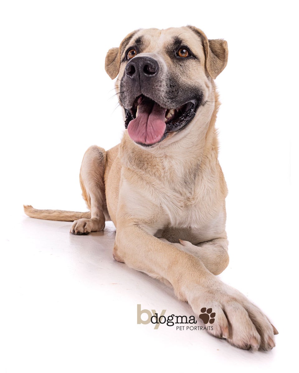 Long Beach Joins National Pet Adoption Campaign