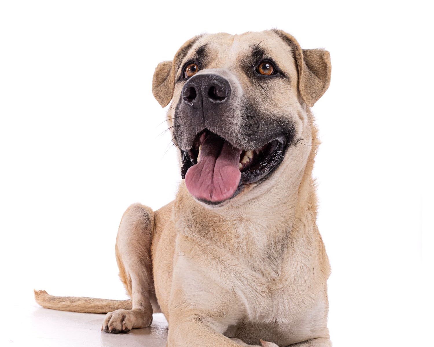 Long Beach Joins National Pet Adoption Campaign Long Beach Joins National Pet Adoption Campaign