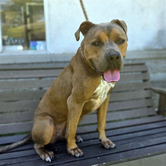 Adoptable pitbull-boxer mix at Long Beach Animal Care Services Adoptable pitbull-boxer mix at Long Beach Animal Care Services