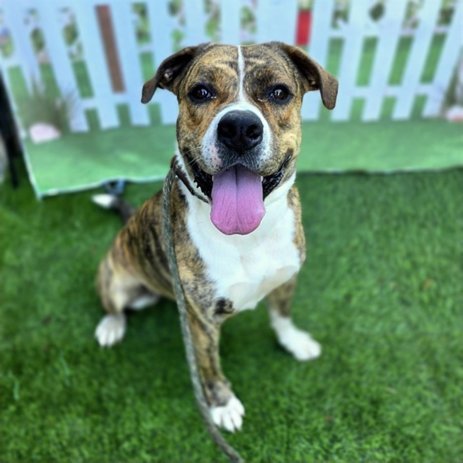 American Pit Bull Mix available for adoption American Pit Bull Mix available for adoption