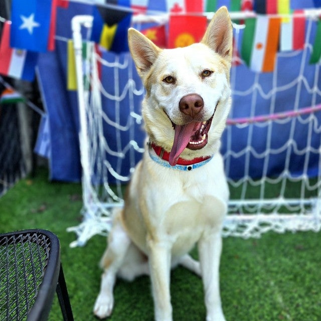 A white husky available at Long Beach Animal Care Services A white husky available at Long Beach Animal Care Services