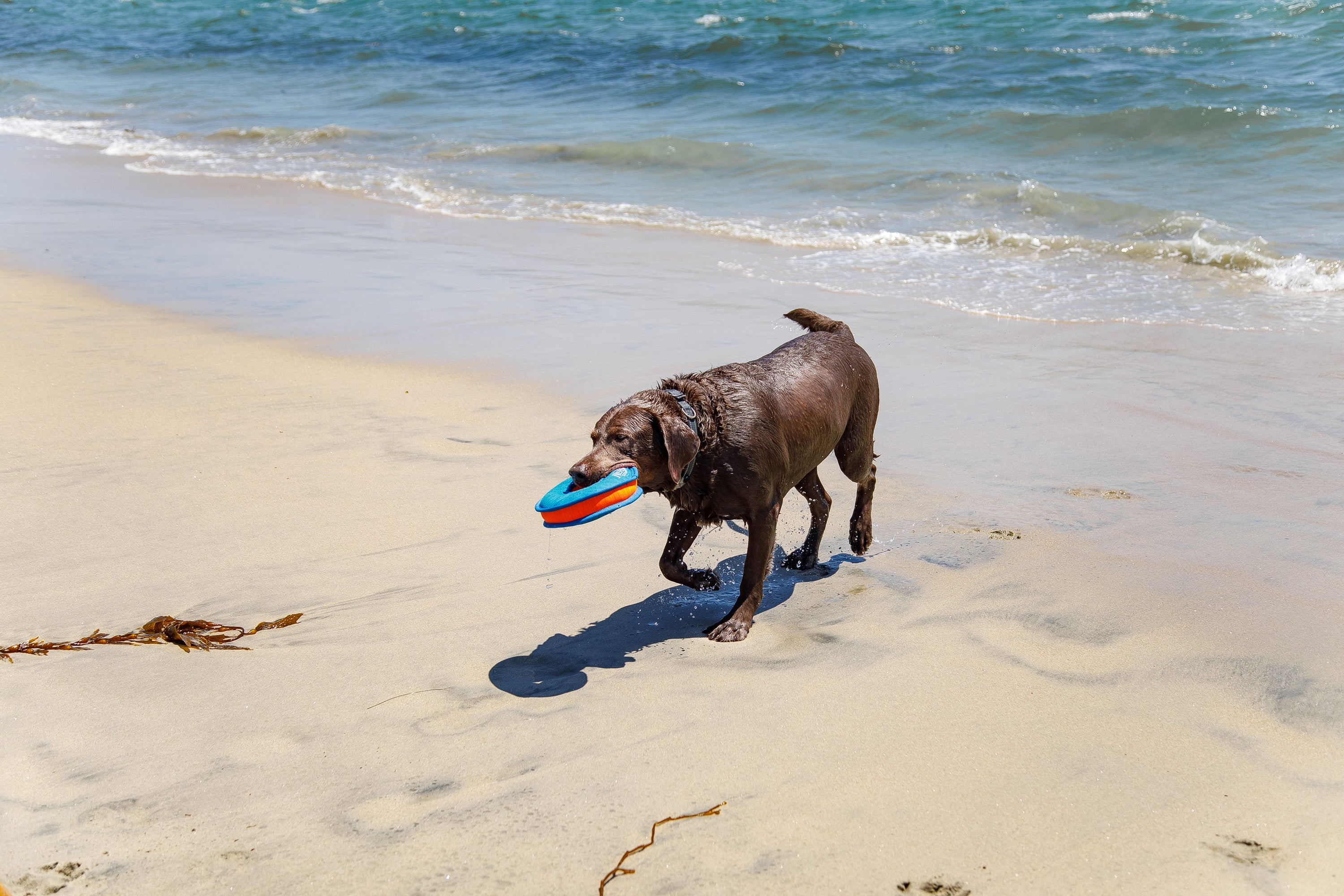 A black lab at the beach A black lab at the beach