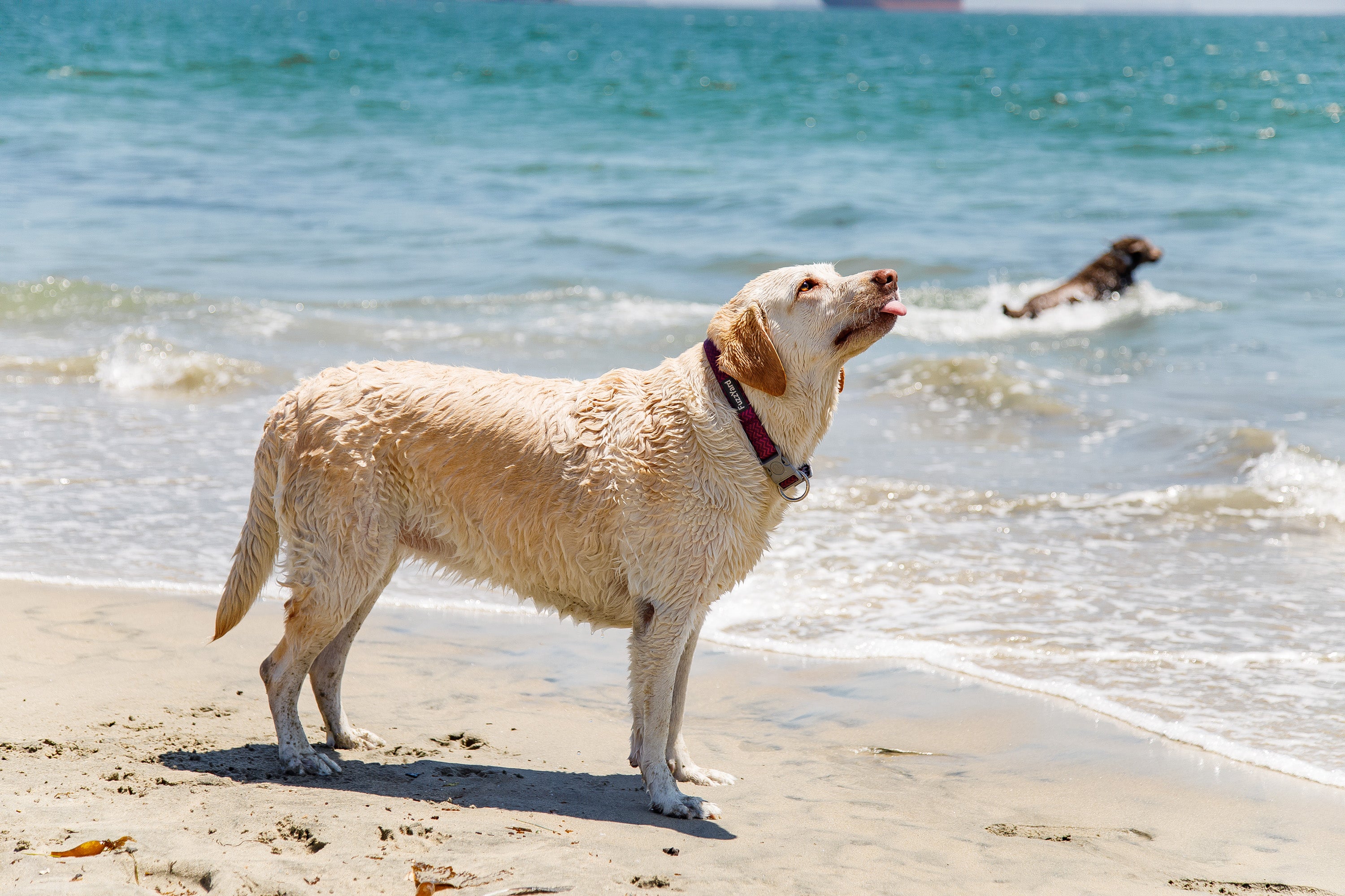 A dog at the beach A dog at the beach