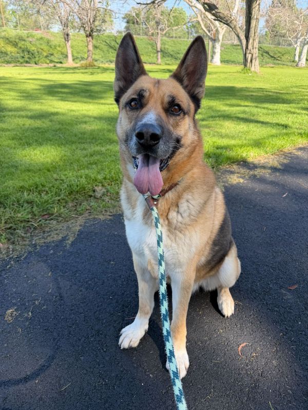 A German Shepard in front of a field A German Shepard in front of a field